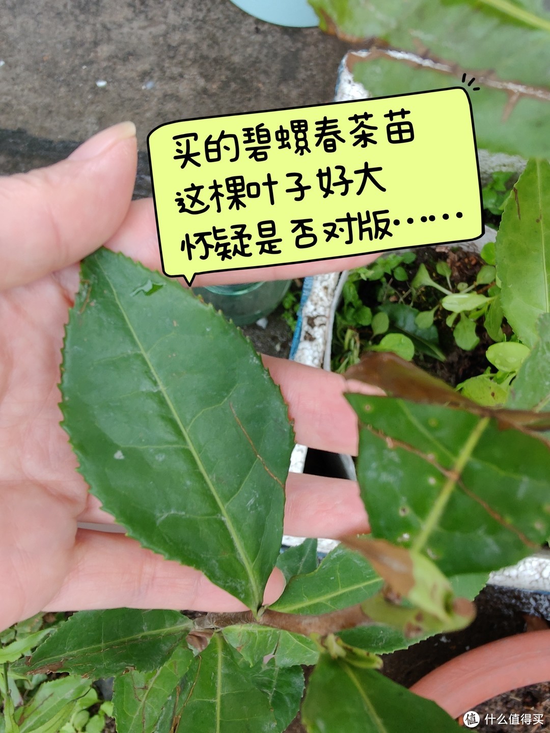 为了实现春茶自由，我买了10棵茶树苗