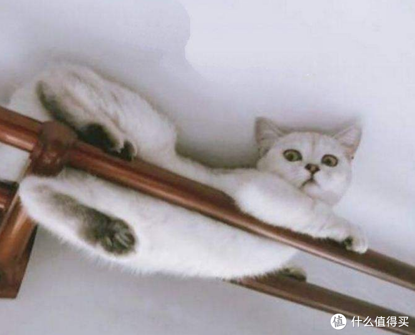 自从养了猫之后...这些场景你一定经历过！