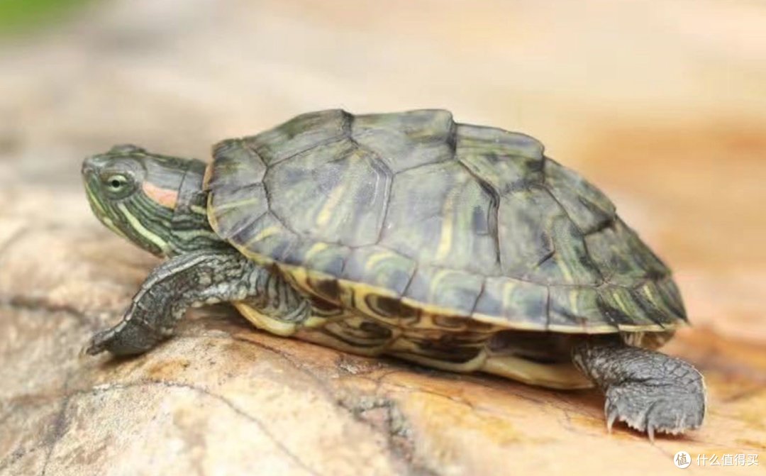 红耳龟易养之选快乐相伴