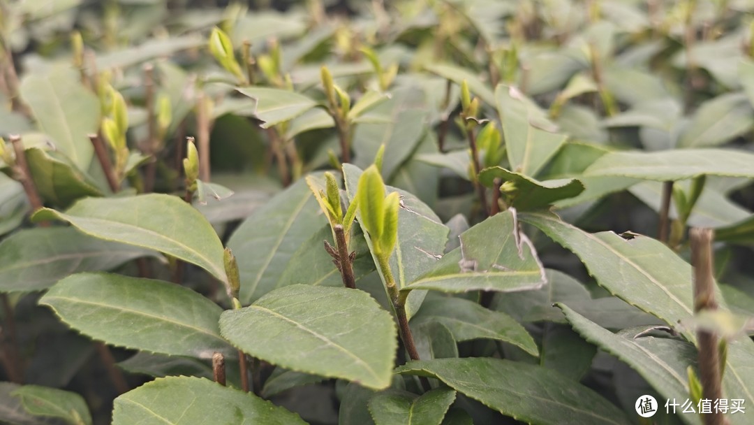 毛茸茸的茶芽