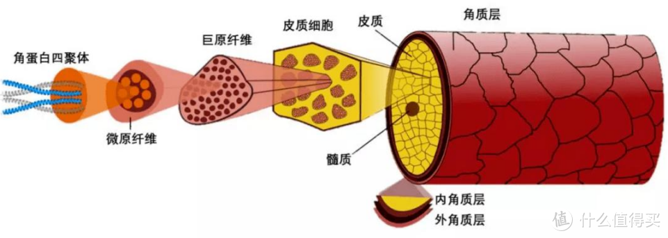 头发为什么要用护发素？