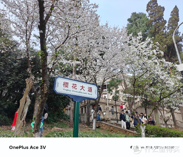 武汉最美樱花季，四天三晚的武大樱花摄影之旅！