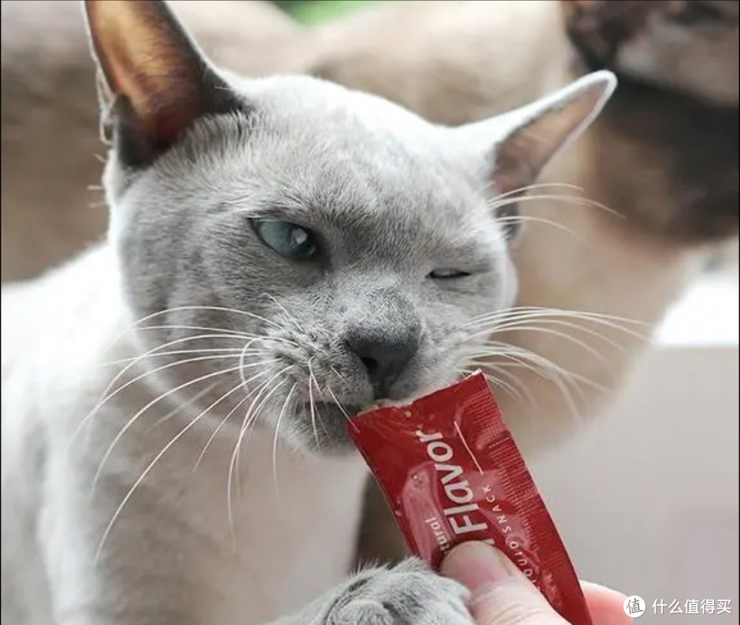 猫咪零食大揭秘：冻干小吃VS罐头猫条，哪个更健康？