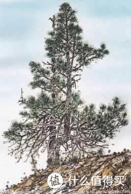 松树——生命的永恒诗篇