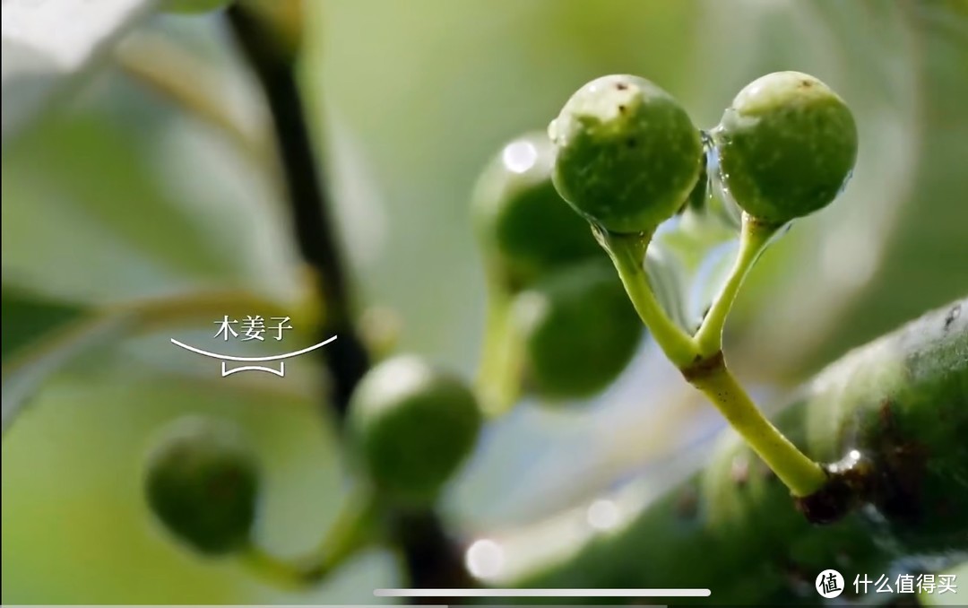 春天鱼儿也活跃起来了，有的还带籽！是时候吃一口鱼鲜了！分享一道美味可口的家庭版酸菜鱼！