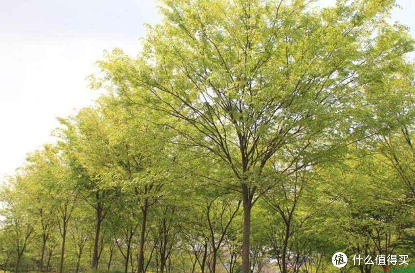 榉树主要分布于中国淮河流域、秦岭以南的长江中下游各地