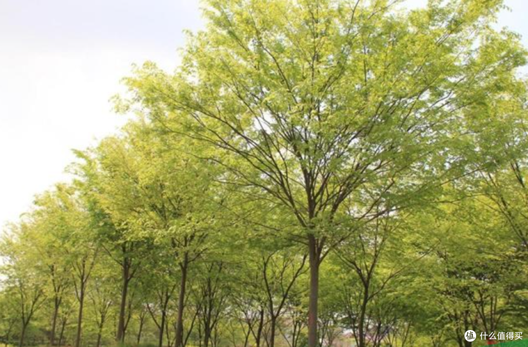 榉树主要分布于