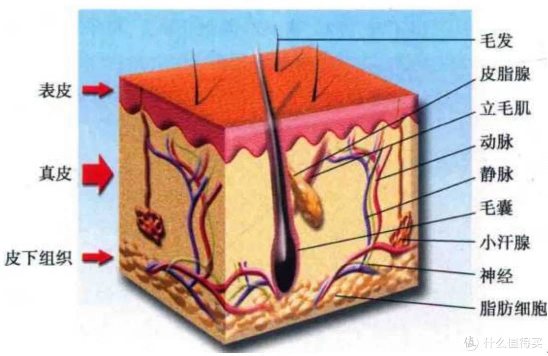 皮肤结构模式图