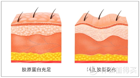 读懂胶原蛋白肽，VINKISS教你胶原蛋白肽的高效补充法