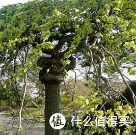 榆树——坚韧与生命力的象征