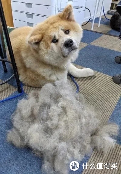 狗狗掉毛怎么办