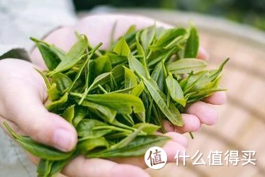 揭秘2024春茶上市时间，你准备好了吗？