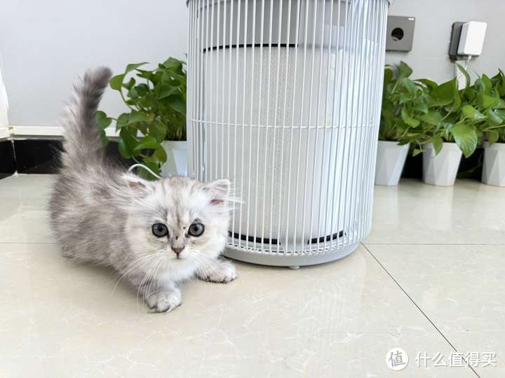 养猫人必看！霍尼韦尔猫用空气净化器帮你摆脱猫毛困扰！干货满满，快乐养猫~
