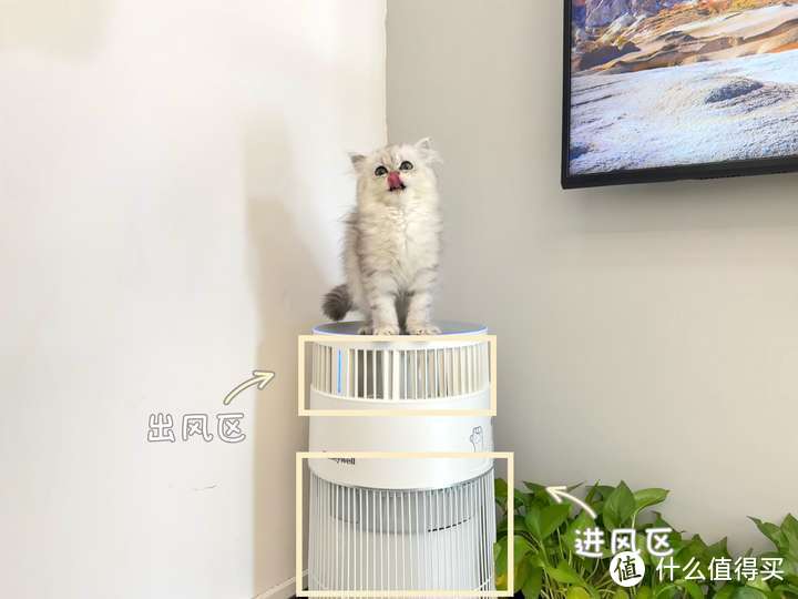 养猫人必看！霍尼韦尔猫用空气净化器帮你摆脱猫毛困扰！干货满满，快乐养猫~