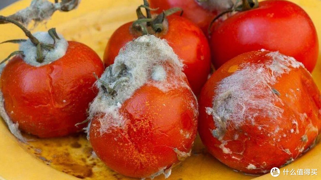 腐烂的西红柿别扔掉，越烂越有价值，这3大用途，很多人都想不到