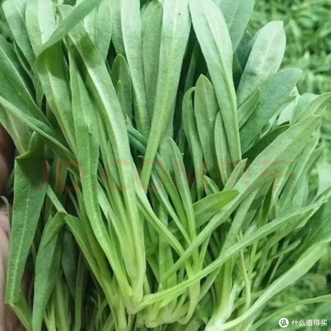 新鲜野菜面条菜