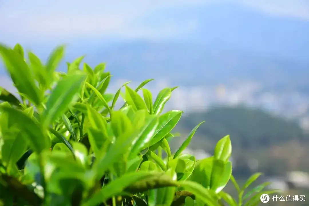 四川茶博会 为什么只有茶树叶可泡水喝，其他树叶子不能泡水喝呢？
