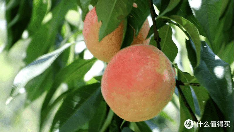 水果产量第三的省份是谁？不是南方省！廉价的草莓西瓜苹果吃到饱