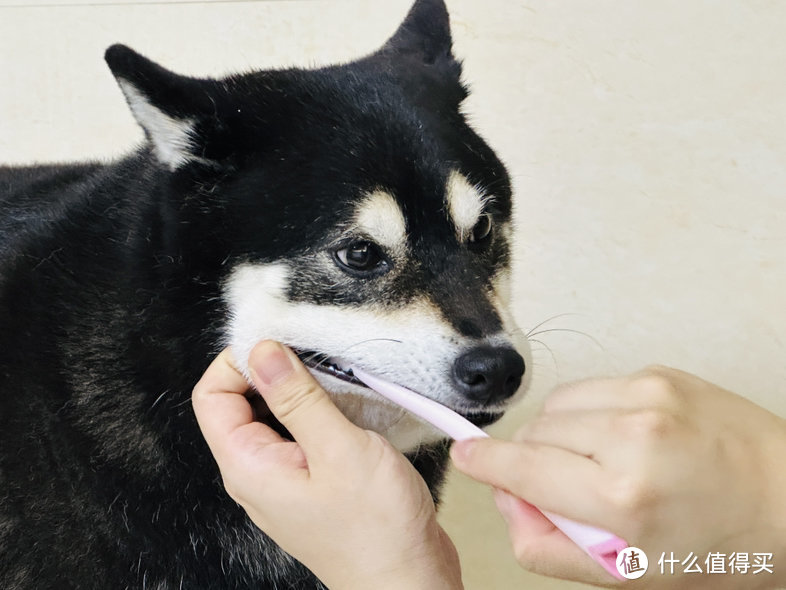 心理医生如何PUA狗子——从心理学原理学会给毛孩子刷牙