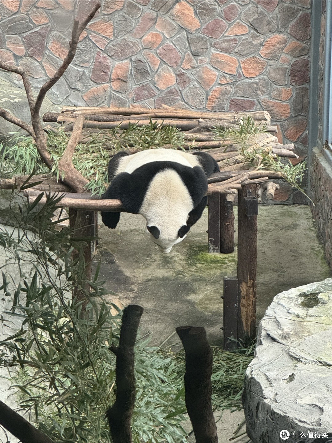 南京 l 逛红山森林动物园了，大熊猫，小熊猫，考拉，长颈鹿，卡皮巴拉，各色小动物萌化你