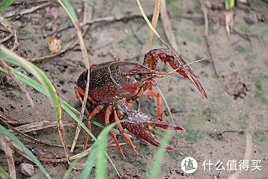 小龙虾头部的“黄”，是虾黄还是虾屎？吃了这么多年终于明白了