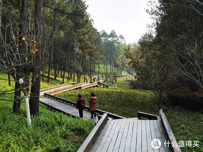 四川一座宝藏秘境森林公园，被称为成都“桃花源”，可溜娃、露营