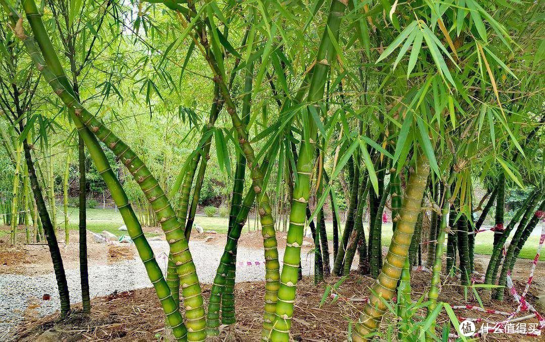 原来竹子才是“文玩大亨”，这6种竹制文玩，盘好后“美如天仙”