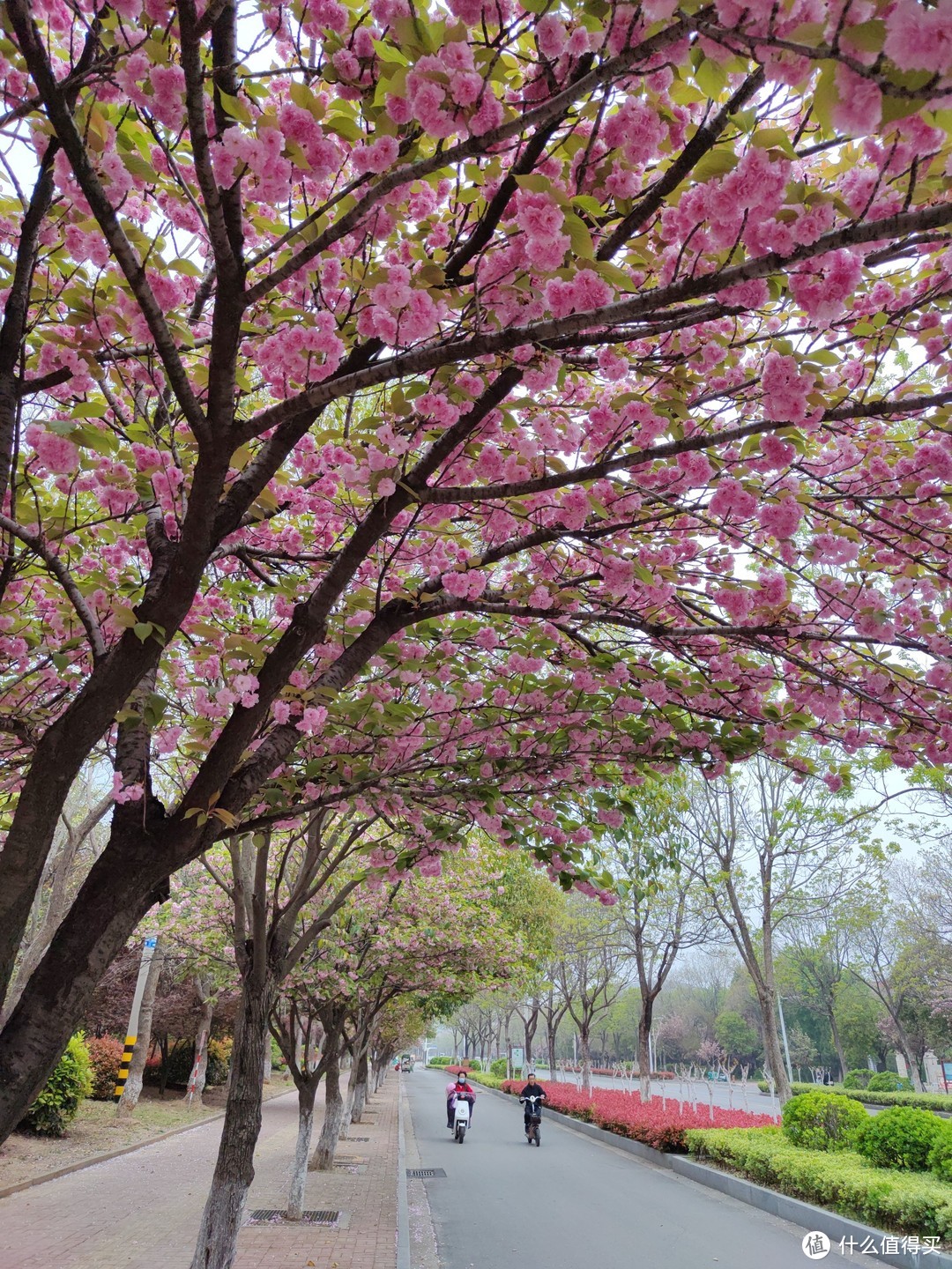徐州春天最美的路