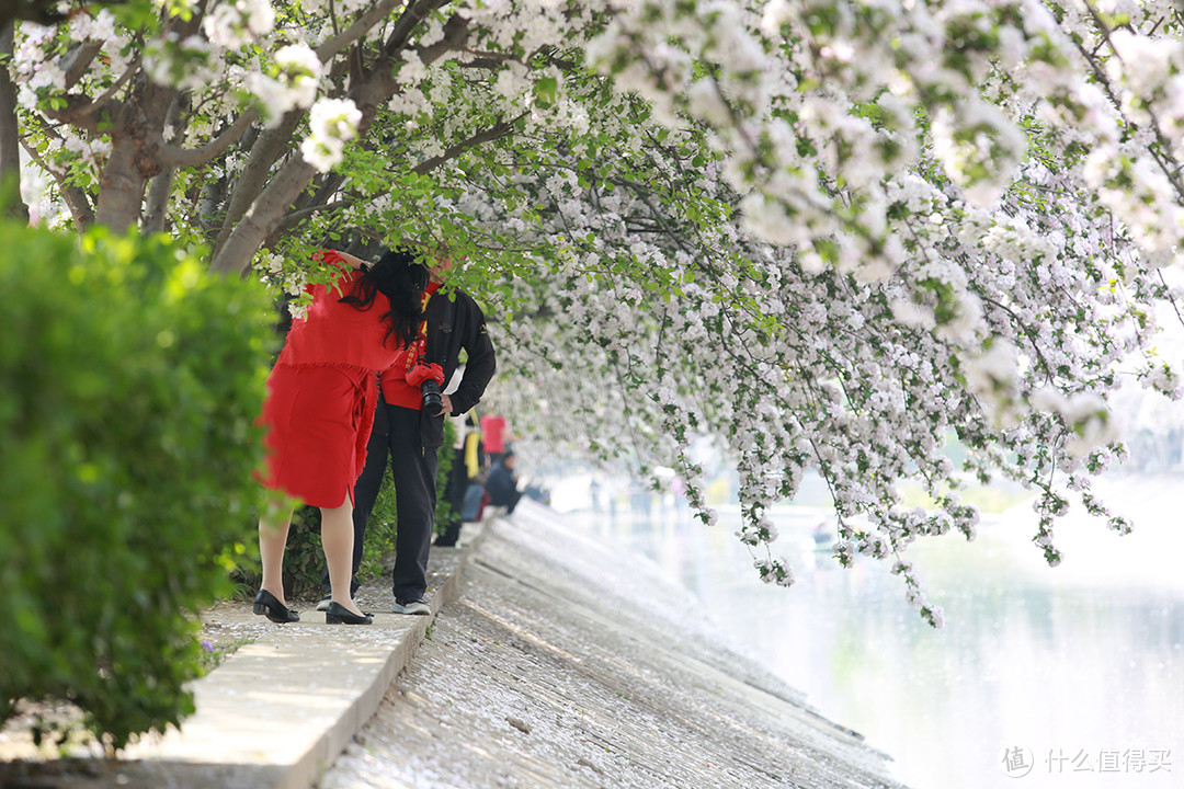 一镜走天下，海棠花溪在望京南地铁处赏花更美丽
