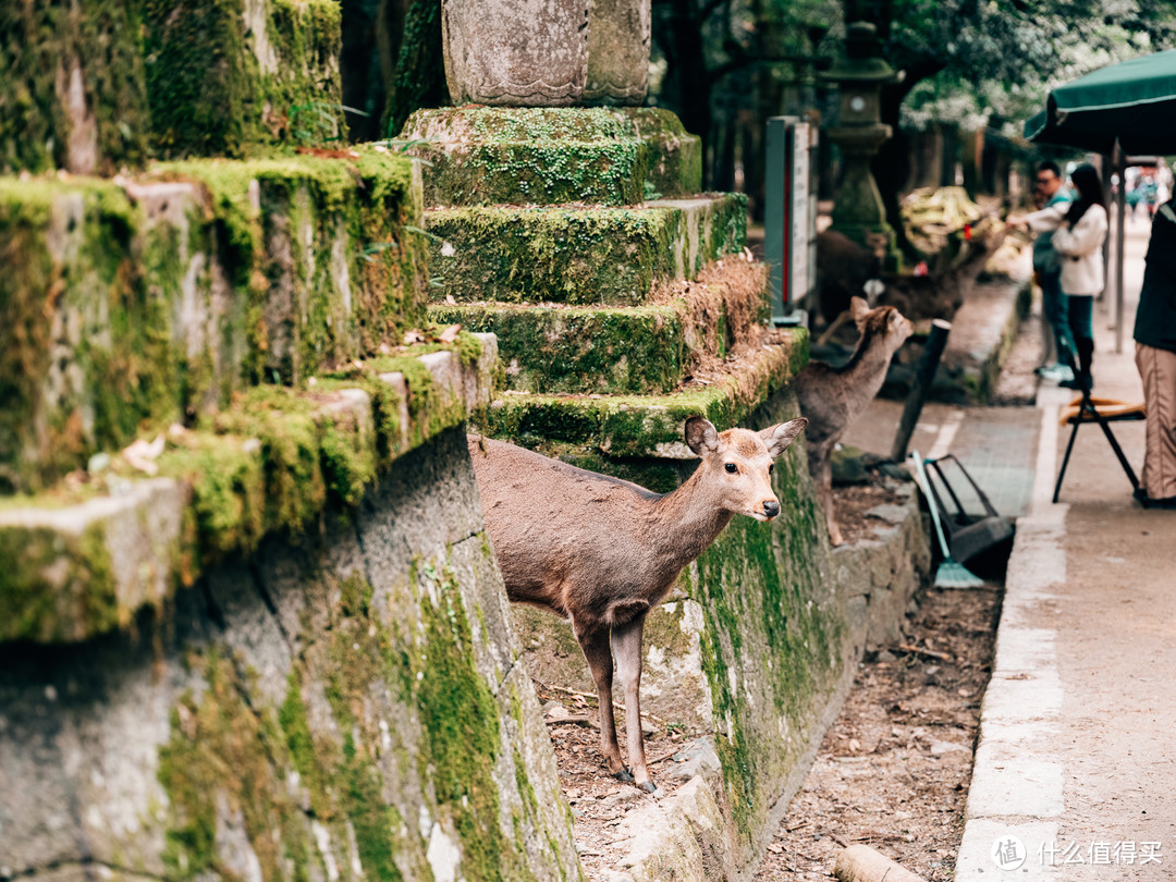 2024春节日本之行-DAY7-去奈良，把这辈子该见的鹿都喂一遍