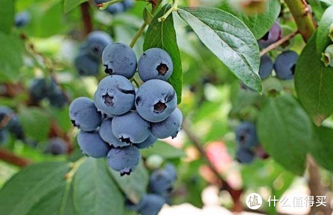 春季蓝莓让你尽享自然鲜甜滋味