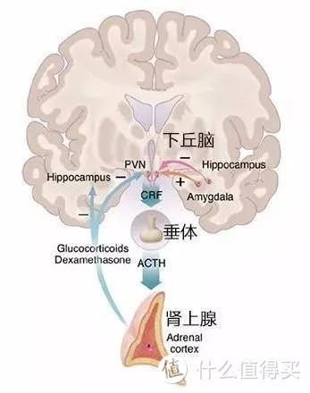 被减肥困扰的姐妹们看过来，跟我一起科学变瘦变美!