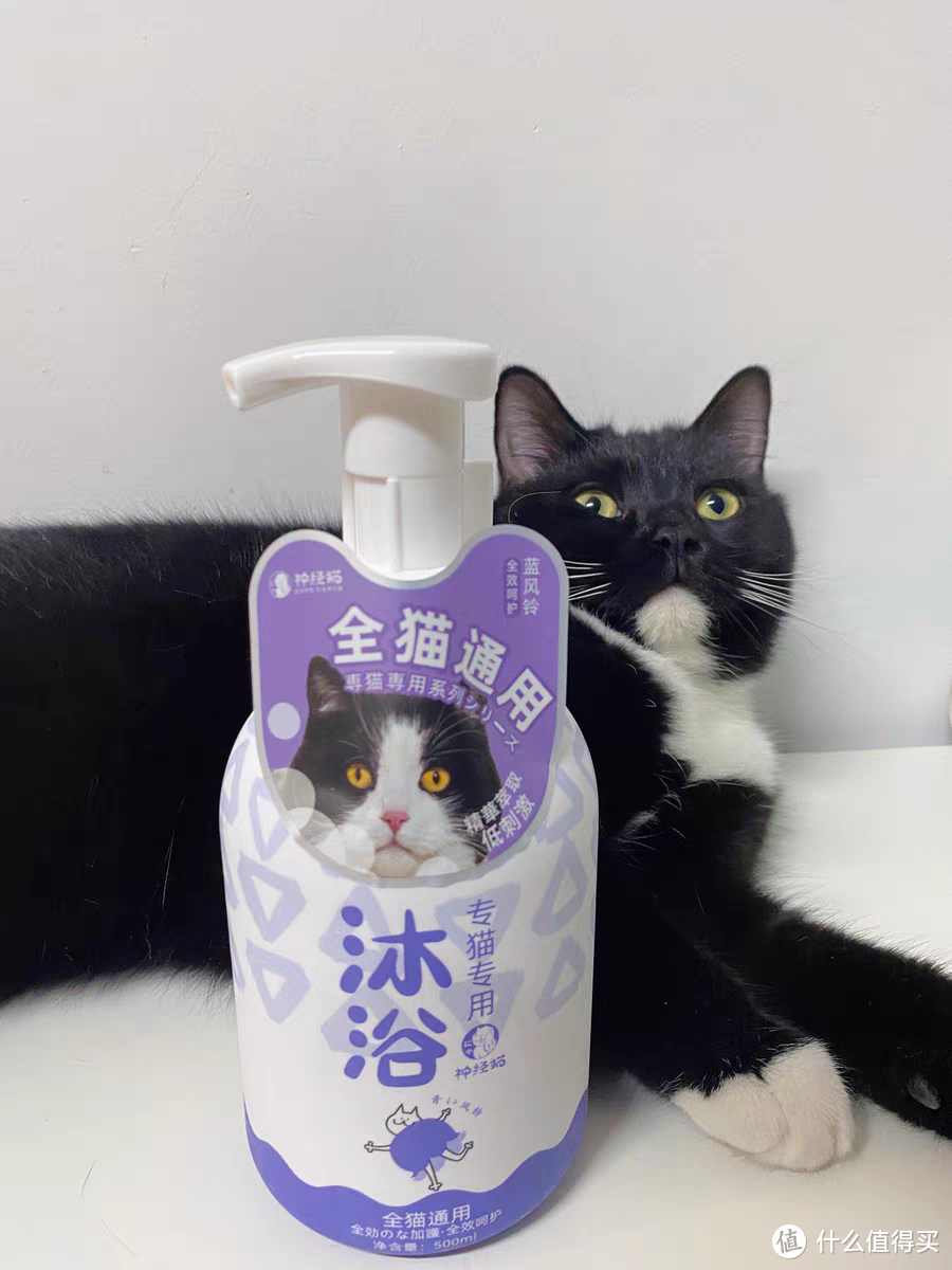 那个爱洗澡的“猫小姐”