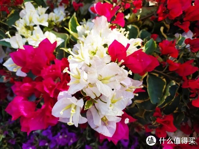 蚊子最“讨厌”的花卉植物，家里“养几盆”，夏天好“驱蚊”