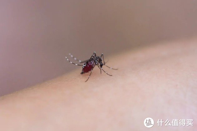 家里封闭的为什么蚊子特别多 ? 