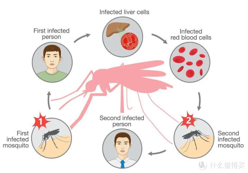 被蚊子咬了会不会得疟疾啊？蚊子真的是疟疾传播的唯一途径吗？
