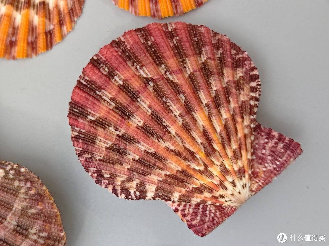 让贝壳收藏成为独特的爱好而发现自然美