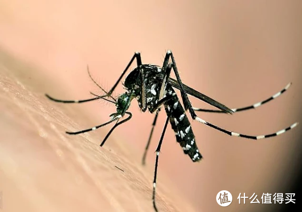 蚊子的祖先，竟然不热衷于人类！？