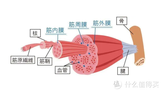 筋膜枪哪个品牌比较好？五大人气榜产品自费测评分享