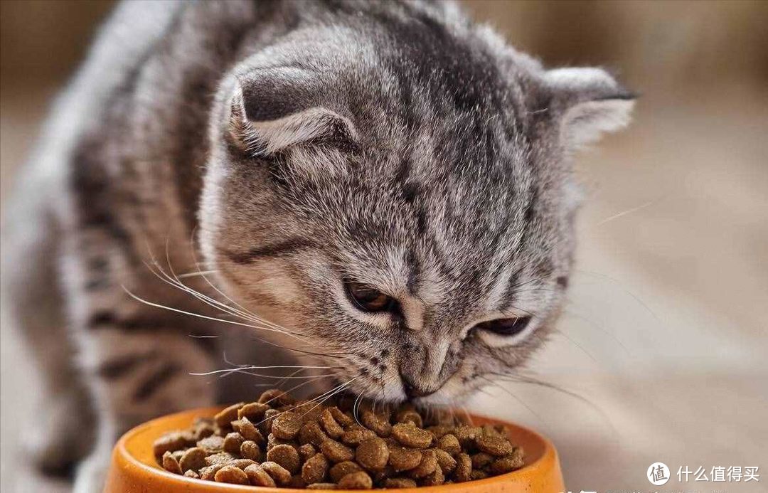如何挑选猫粮？教你8招，轻松挑出优质猫粮！