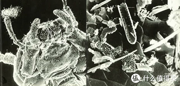 左图：食品级硅藻土刺穿蟑螂外骨骼。 右图：高倍显微镜下硅藻土撕裂昆虫
