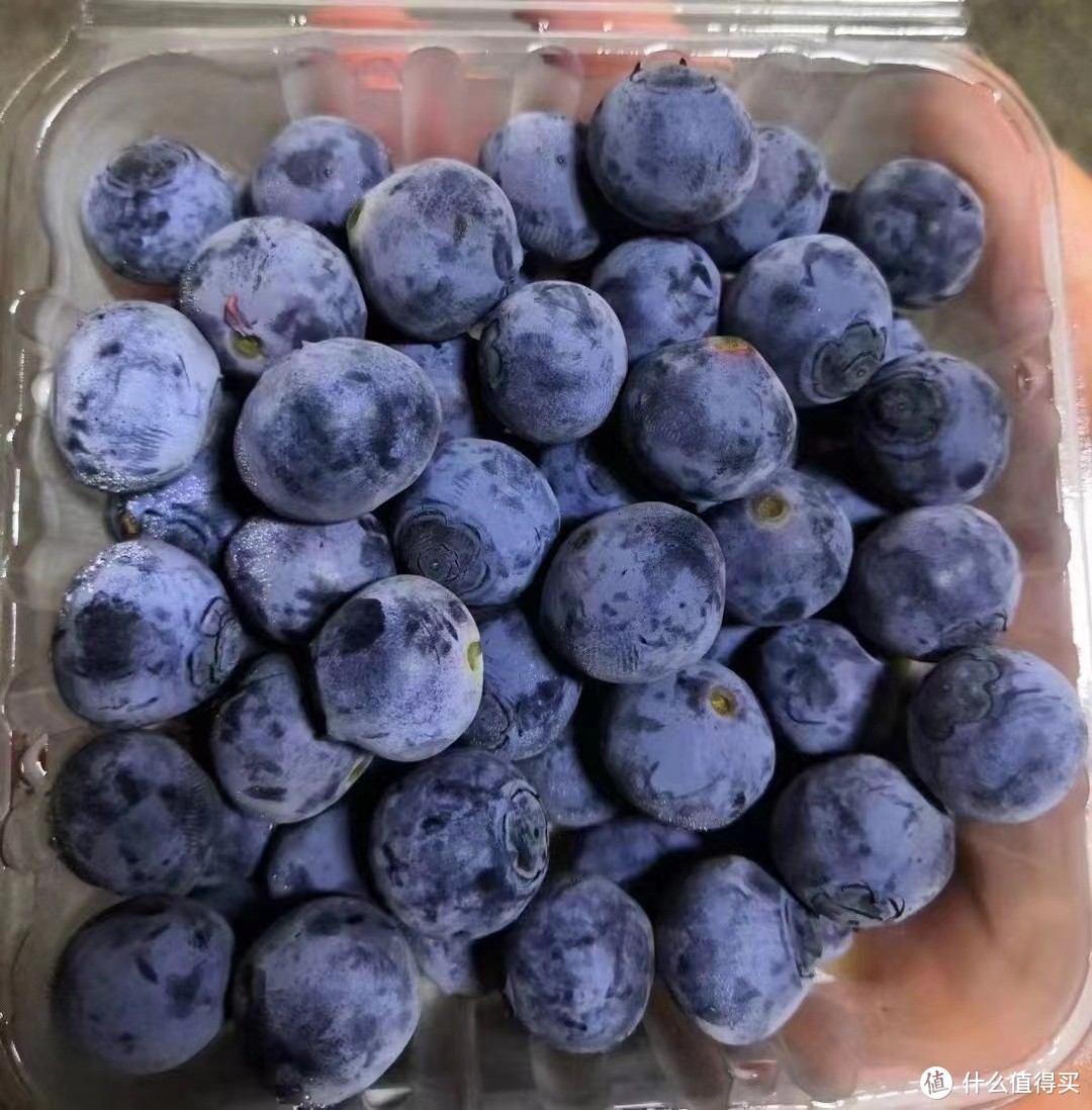 当季新鲜蓝莓上市，吃吃吃