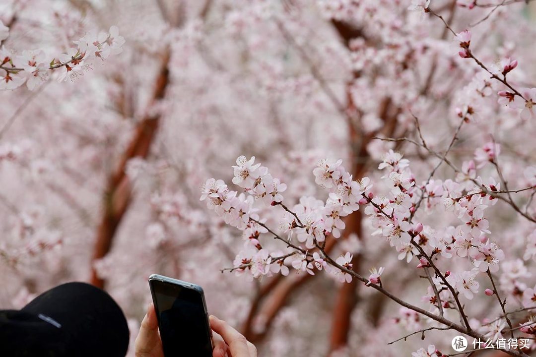一镜走天下，北京春天追花的三处网红地游玩记录