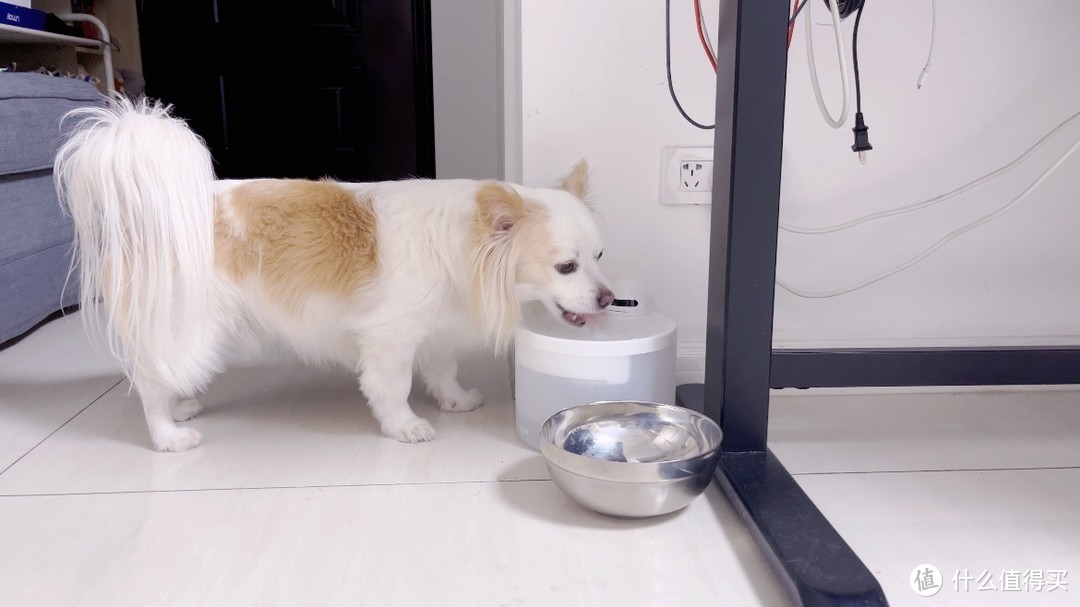 Hiigge雪顶宠物智能饮水机评测：智能守护饮水健康，让宠物爱上喝水
