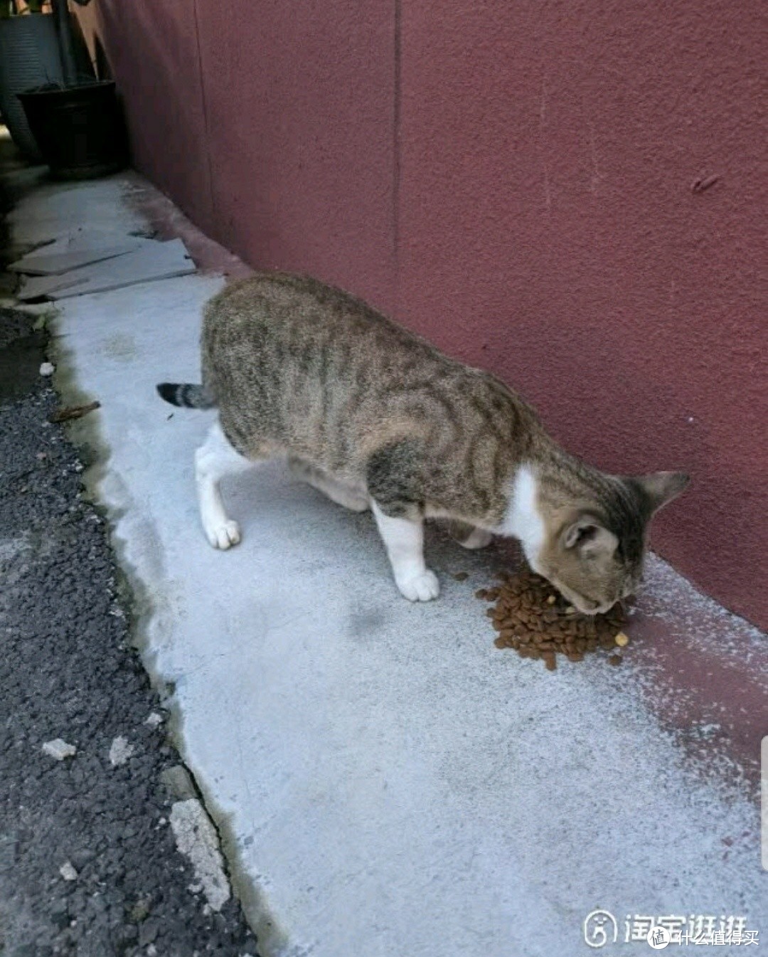 顽皮果饭猫粮，让猫咪告别挑食！