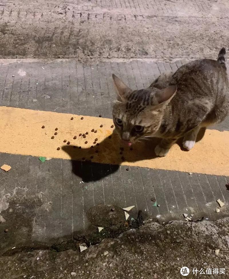 流浪猫如何喂养，它们可以吃什么？