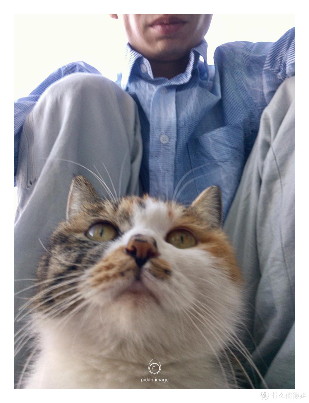 偶遇一只粘人的猫，它不怕手机，换成相机可能就吓跑了。这个距离和视角也是手机的优势（Nokia Lumia 610）
