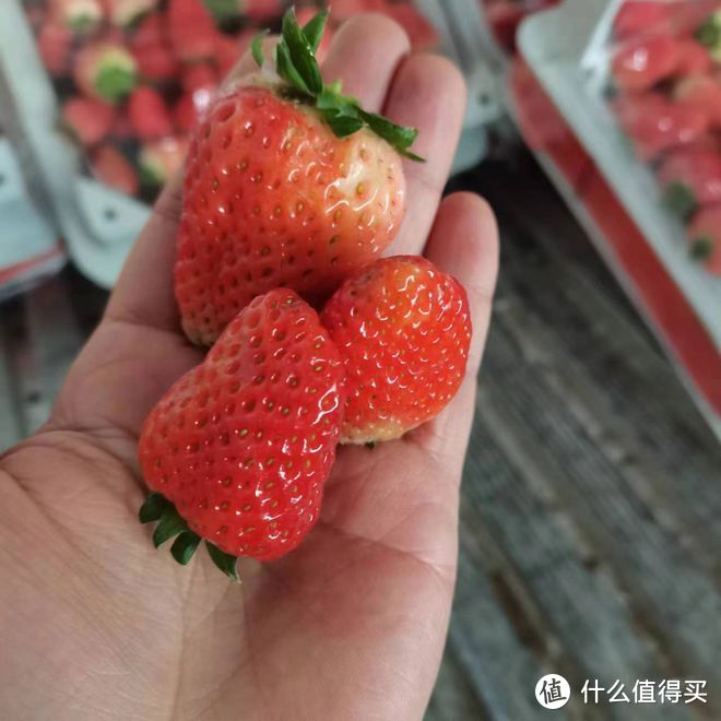草莓什么品种最甜最好吃？