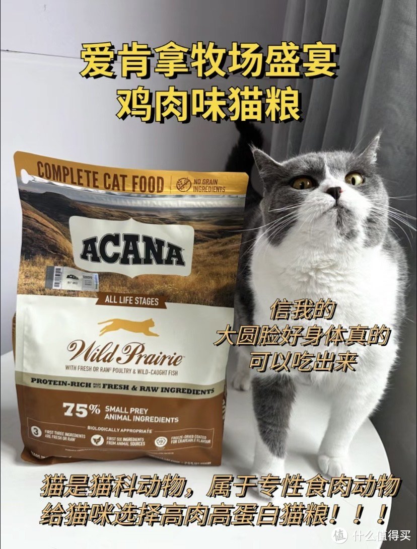 小猫咪的圆脸真的很可爱!