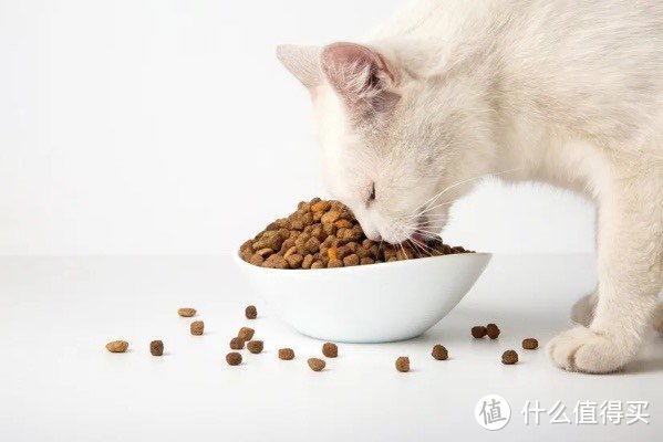 养猫必看！猫粮成分大解析，选对更健康！